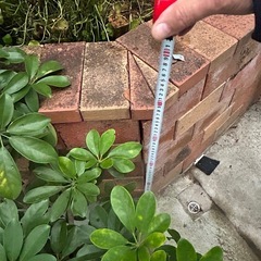 カポックの画像