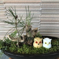 黒鉢の盆栽　松、流木、 フクロウ、苔、シダ　の画像