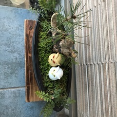 黒鉢の盆栽　松、流木、 フクロウ、苔、シダ　の画像