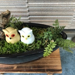 黒鉢の盆栽　松、流木、 フクロウ、苔、シダ　の画像