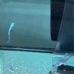 幻想メダカ『1ペア』の画像