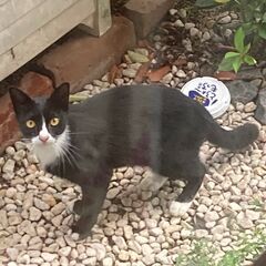 迷い猫の親子です。仔猫の乳離れが済んだようです。