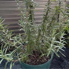 ローズマリーの画像