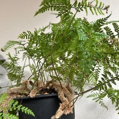 トキワシノブの画像