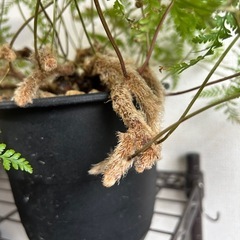 トキワシノブの画像