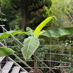 バショウの画像