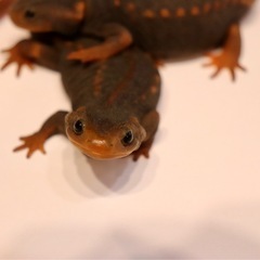 アメイロイボイモリ 幼生5匹＋保証1匹セット　訳あり　自家繁殖個体の画像