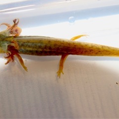 アメイロイボイモリ 幼生5匹＋保証1匹セット　訳あり　自家繁殖個体の画像