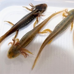 アメイロイボイモリ 幼生5匹＋保証1匹セット　訳あり　自家繁殖個体の画像