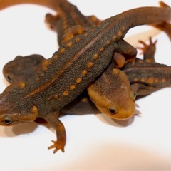 アメイロイボイモリ 幼生5匹＋保証1匹セット　訳あり　自家繁殖個体の画像