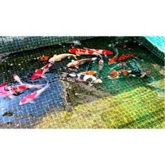 錦鯉売ります
の画像