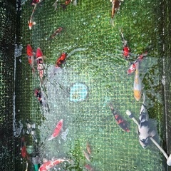 錦鯉売ります
の画像