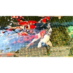 錦鯉売ります
の画像