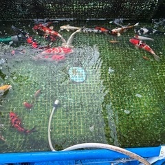 錦鯉売ります
の画像