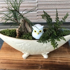 白鉢の盆栽　松、苔、流木、シダの画像