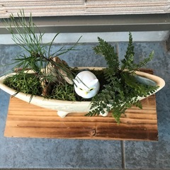 白鉢の盆栽　松、苔、流木、シダの画像