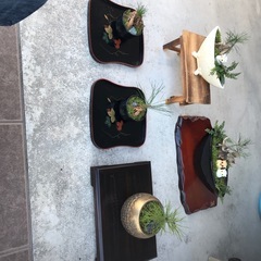 白鉢の盆栽　松、苔、流木、シダの画像