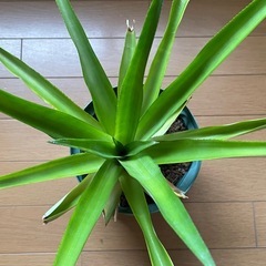 パイナップル苗の画像