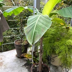 バショウの画像