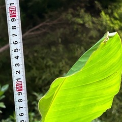 バショウの画像