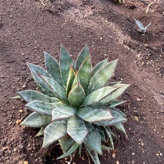 アガベ　フィリフェラ　イシスメンシス　ハイブリッドの画像