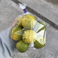 【花柚子8個】本庄産　野菜　無農薬　販売　まとめ売り　セット　の画像
