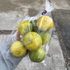 【花柚子8個】本庄産　野菜　無農薬　販売　まとめ売り　セット　の画像