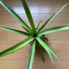 パイナップル苗 No3の画像