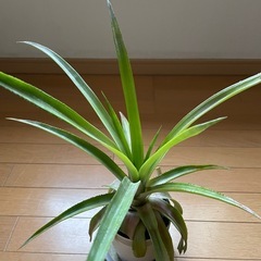 パイナップル苗 No3の画像