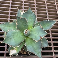 アガベ チタノタ農大No.1の画像