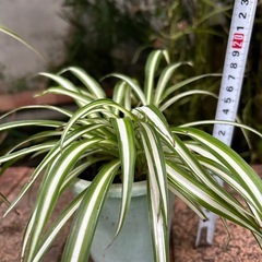 オリズルランの画像