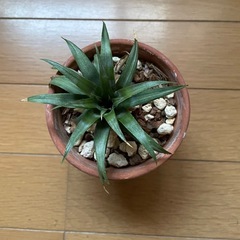 パイナップル苗 No4の画像