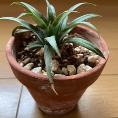 パイナップル苗 No4の画像