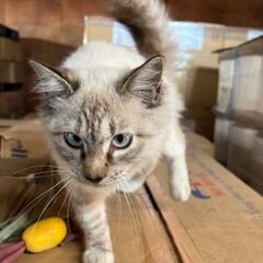 里親募集します