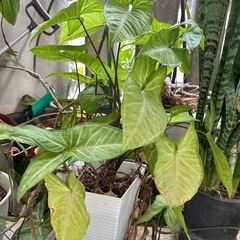 観葉植物
の画像