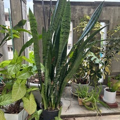 観葉植物
の画像