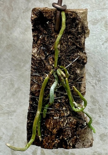 幽霊蘭　ゴーストオーキッド　激レア