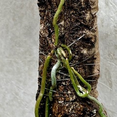 幽霊蘭　ゴーストオーキッド　激レアの画像