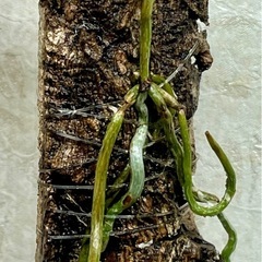 幽霊蘭　ゴーストオーキッド　激レアの画像