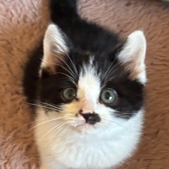 白黒ハチワレの剛毛くん