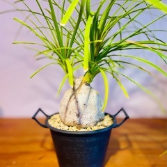 個性的！ぽってり可愛い！雑貨のような鉢付！お世話も簡単！オシャレな観葉植物の画像