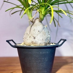 個性的！ぽってり可愛い！雑貨のような鉢付！お世話も簡単！オシャレな観葉植物の画像