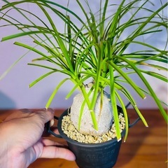 個性的！ぽってり可愛い！雑貨のような鉢付！お世話も簡単！オシャレな観葉植物の画像