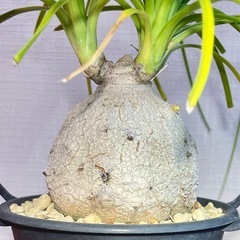 個性的！ぽってり可愛い！雑貨のような鉢付！お世話も簡単！オシャレな観葉植物の画像