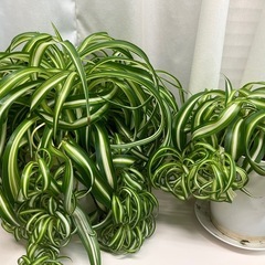 オリズルラン2点の画像