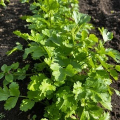 新鮮パクチー　郵送・非対面・PayPay対応の画像