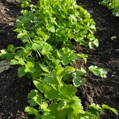 新鮮パクチー　郵送・非対面・PayPay対応の画像