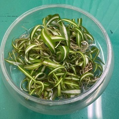 オリズルラン2点の画像