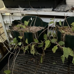 丘ワカメの苗の画像