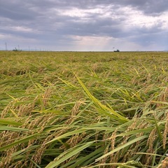 7年産新潟コシヒカリ玄米30kgの画像